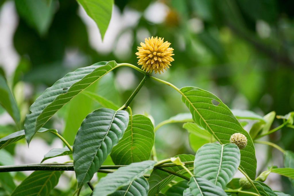 Le Kratom pousse à l'origine dans des régions chaudes, humides et tropicales du monde, comme la Thaïlande. Il lui faut donc un environnement de culture similaire pour vraiment s'épanouir. C'est pour cette raison que si vous voulez vraiment cultiver du Kratom, vous devez le faire en serre ou en intérieur.