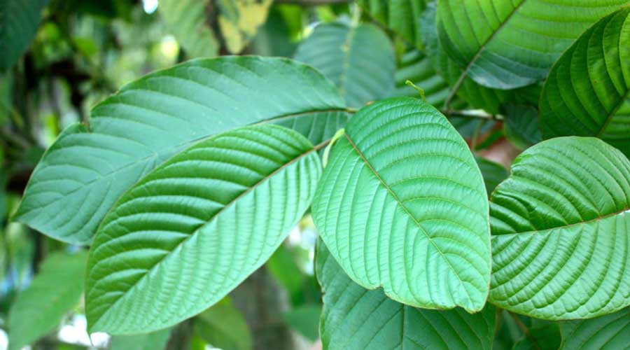 Le Kratom ou Mitragyna speciosa est un arbre tropical qui pousse dans des régions chaudes et humides d'Asie. Haut de 3 à 10 m a l'âge adulte, son tronc est droit, les feuilles sont larges et pointues.