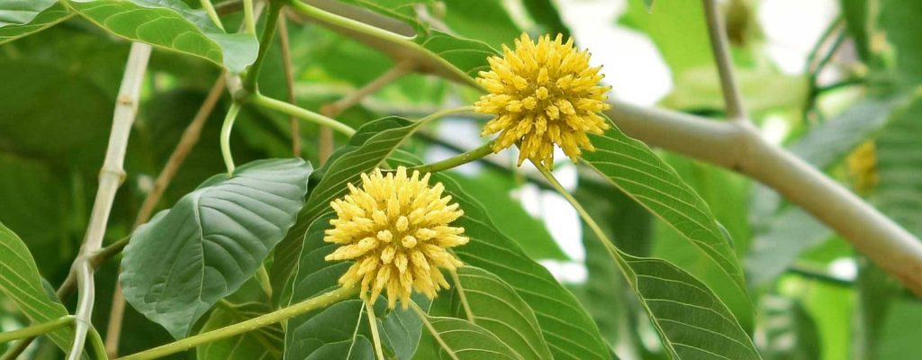 Le Kratom ou Mitragyna speciosa est un arbre tropical qui pousse dans des régions chaudes et humides d'Asie. Haut de 3 à 10 m a l'âge adulte, son tronc est droit, les feuilles sont larges et pointues.